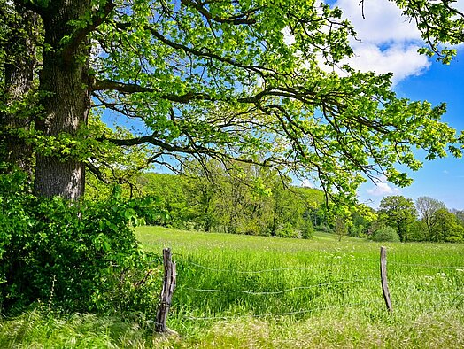 Frühling in der Riemke